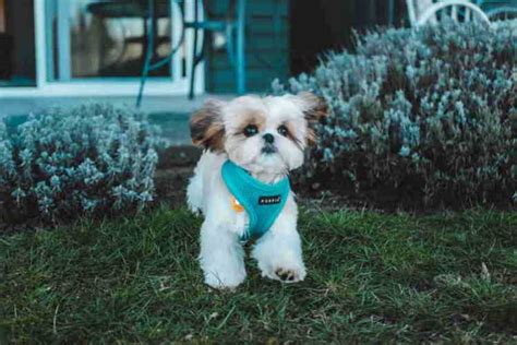 This Little Shih Tzu Looks Adorable With His Teddy Bear Haircut In 2022