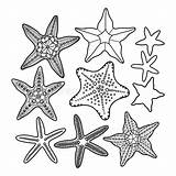 Starfish Conchiglie Pesci Conchas Duckduckgo sketch template