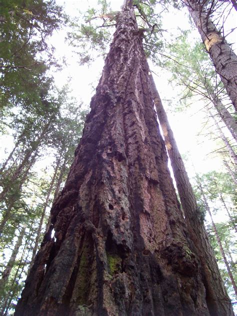 Vancouver Island Big Trees Victoria Regions Heritage Grove Trees