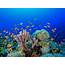 10 Best Coral Reef Vacation Destinations In The World – Trips To Discover