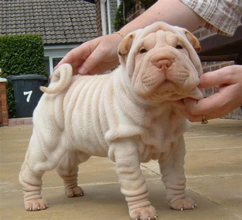 Cool Wrinkly Dogs