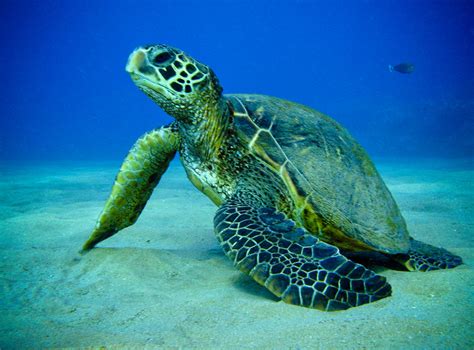 Green Sea Turtle The Biggest Animals Kingdom