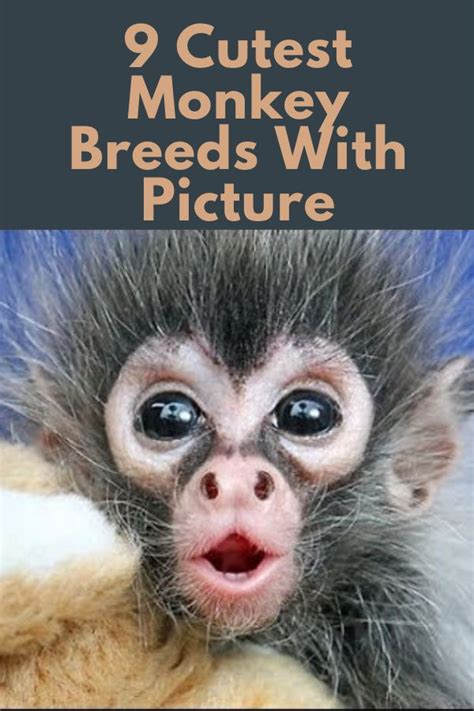 Cutest Monkey Breed To Pet In 2020 Cute Monkey Monkey Breeds Monkey