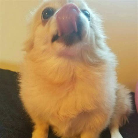 My Lovable Little Derp Named Molly Rpomeranians