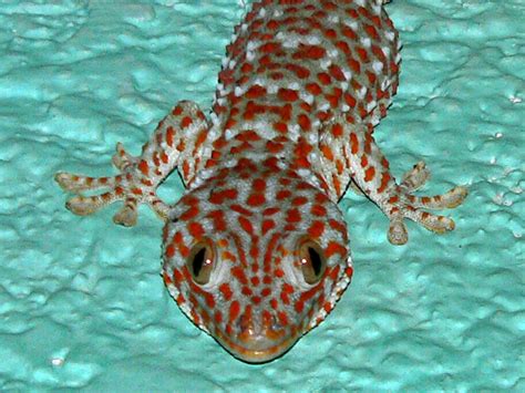 Tokay Geckos As Pets Care Terrarium Set Up Costs Uk Pets