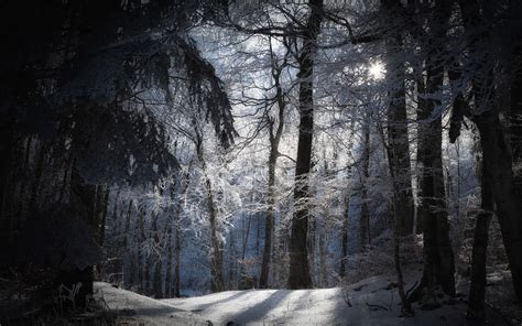 Daily Wallpaper Winter Forest I Like To Waste My Time