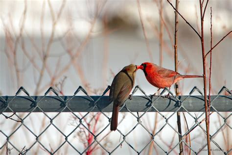 Backyard Tweet Hearts The Love Life Of Northern Cardinals Nature