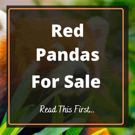 Are Red Pandas For Sale Read This Before Buying