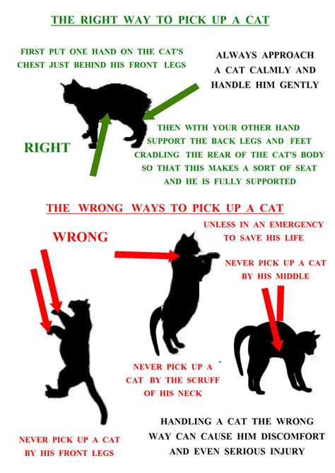 The Right Way To Pick Up A Cat A Poster By Ruth Aka Kattaddorra Cat Facts Cat Care Cat