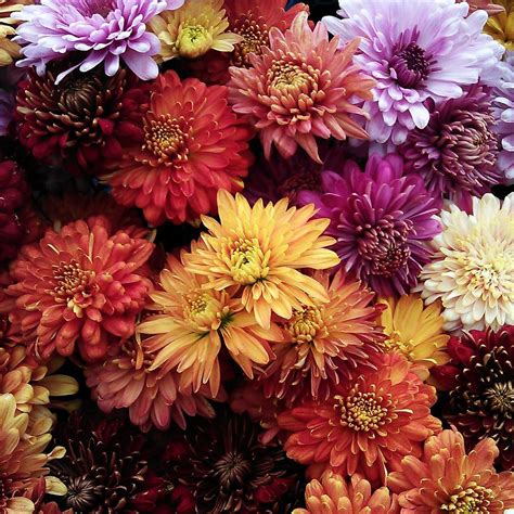 Top 174 Imagenes De Flores De Otoño Invierno Theplanetcomicsmx