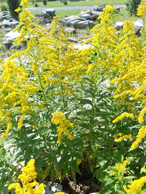 The goldenrod honey, with its dark color and. Five favorite plants for the bee garden - Honey Bee Suite