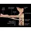 Muscles Of The Upper Arm  Biceps Triceps TeachMeAnatomy