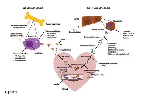 Cartoon Depicting The Pathogenesis Of Cardiac Amyloidosis And Treatment Download Scientific