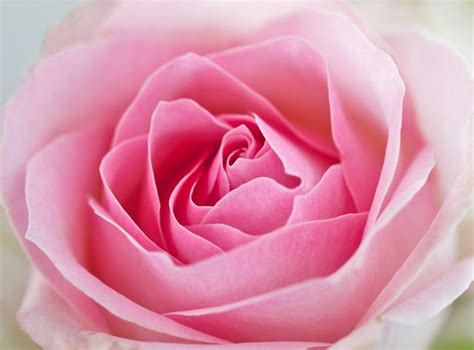 Pink Rose Rose Pink Rose Pretty Flowers