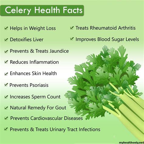 10 Stunning Health Benefits of Celery - My Health Only