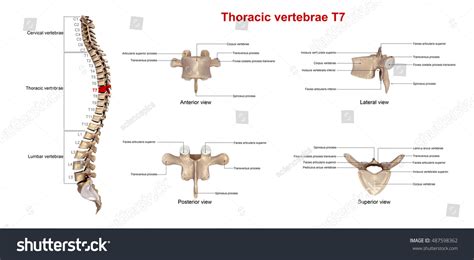 Thoracic Vertebrae T7 3d Illustration 487598362 Shutterstock