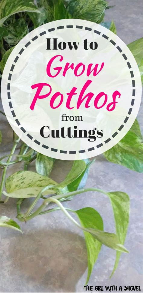 How to propagate devil's ivy from cutting. Pin on Indoor Plants