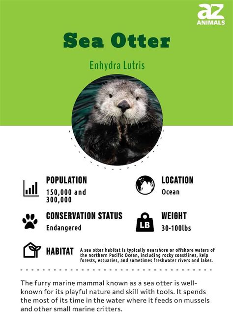 Sea Otter Animal Facts Enhydra Lutris A Z Animals