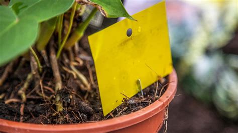 Mücken bekämpfen mit diesen tipps verjagen sie mücken aus regentonnen! Trauermücken bekämpfen: Diese Mittel helfen | NDR.de ...