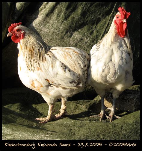 Curious Chickens Kinderboerderij Enschede Noord Kind Flickr