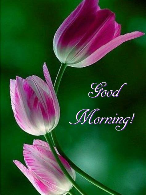Good Morning Flowers Messages Wisdom Good Morning Quotes