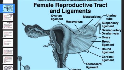 Anomalies Of Female Genital Organs Telegraph