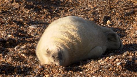 Record Breaking Year For Seal Pups Born At Blakeney Point Itv News Anglia