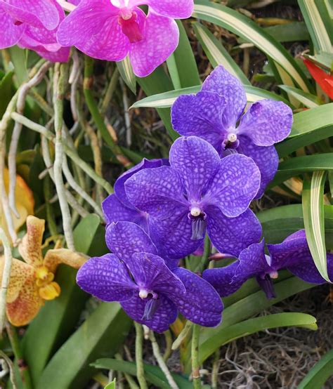 Vanda 5 Rainbow Orchids Vanda Hybrids In The Haupt Conse Flickr