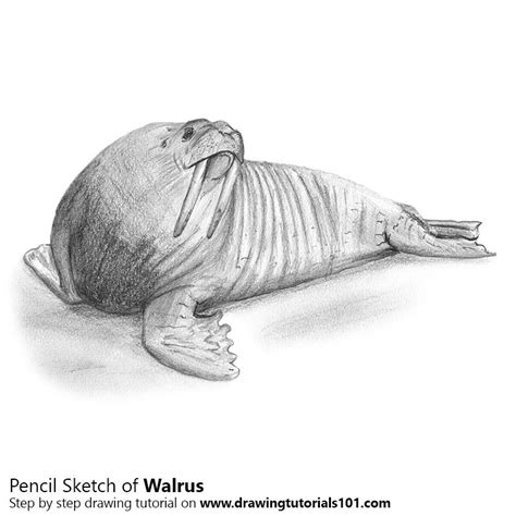 Walrus Sketch At Explore Collection Of Walrus Sketch