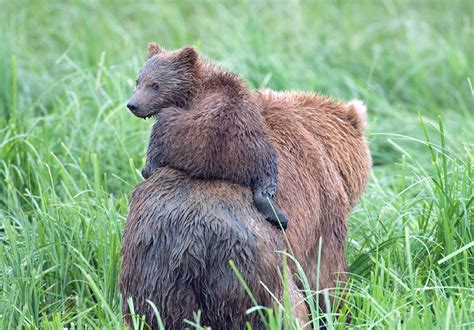 15 Un Bear Ably Cute Momma Bears Teaching Their Teddy Bears How To