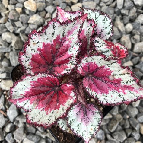 They require a bit more care than your average houseplant, but the variegated, colorful leaves add a bit of life to any indoor environment. Begonia rex 'Ideal Red Heart' (4.5" Pot) | Little Prince To Go