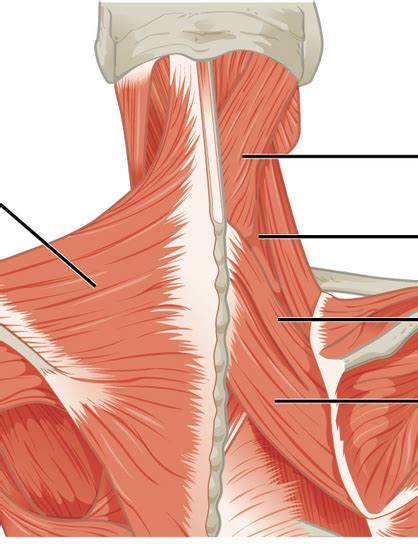 Posterior Neck Muscle Anatomy Diagram