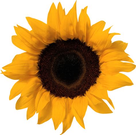 Sunflower Transparent File Png Play
