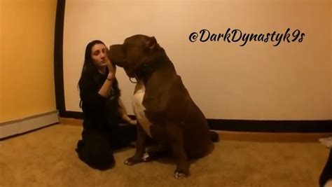 Humongous Pit Bull Named The Hulk Lives Up To His Name