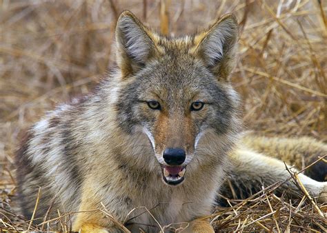 Coyote Als Huisdier Vogels