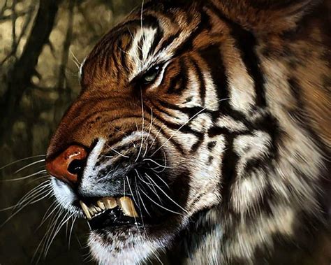 1920x1080px 1080p Free Download Tiger Fangs Animals Wild Hd