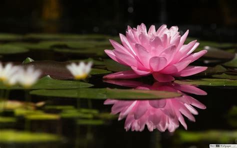 Pink Flower Lily Pad 2560x1600 Wallpaper