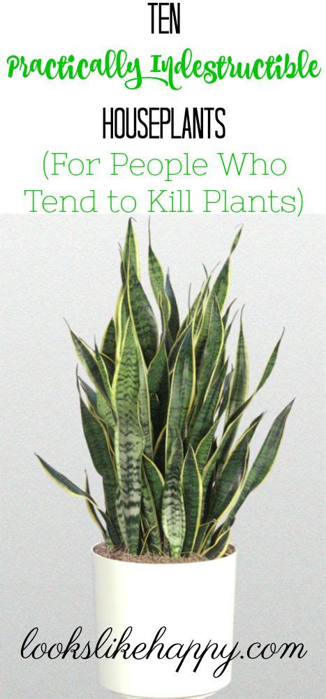 The 10 Best Plants For People Who Kill Plants Looks Like Happy