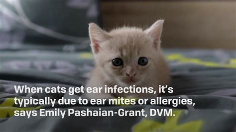 How To Tell If Your Cat Has An Ear Infection And What To Do
