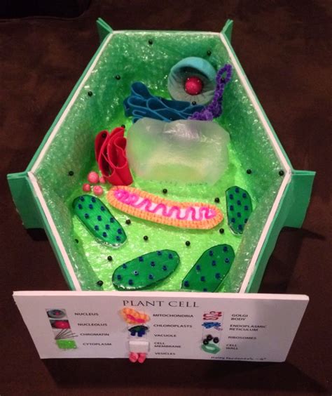 Plant Cell 3d Model For 7th Grade Science Class Got An A 3d Cell