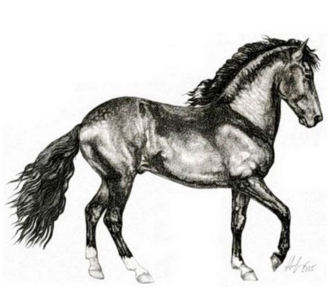 Dibujar Imágenes De Caballos Finos