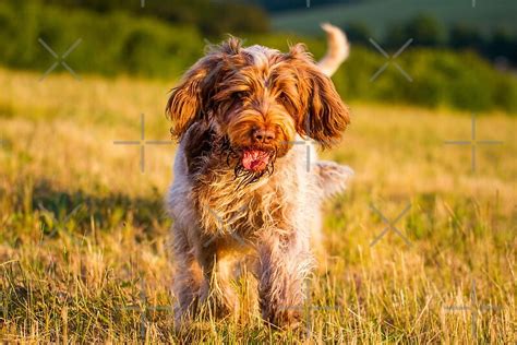 Brown Roan Italian Spinone Dog In Action By Heidiannemorris Redbubble