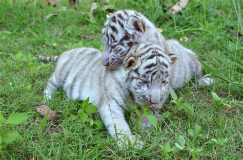 Vamos a decir a su historiadurante siete noches.nacido en una villa en el corazón de la india, trabaja en una tienda de té.mientras aplasta tablas carbón y limpias, se está. 2 tigre blanco bebé | Descargar Fotos premium