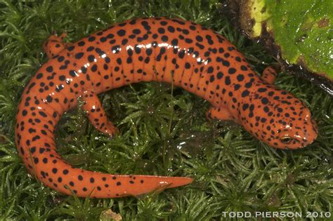 Red Salamander Clay Hill Memorial Forest Salamanders Naturalista Mexico