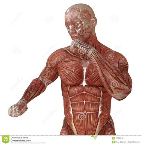 Male Torso Anatomy Muscles Human Female Anatomy Body Muscles