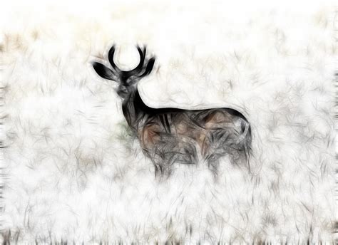 Deer Photograph By Steve Mckinzie Fine Art America