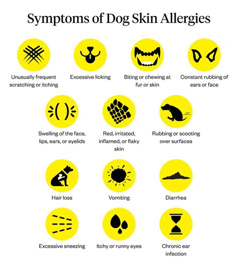 Types Of Skin Allergies In Dog Possible Causes Treatment At Home Dogsee