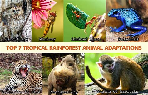 Hadrian's wall is an ancient wall across england from carlisle in the west to newcastle in the east. Top 7 Tropical Rainforest Animal Adaptations | Biology ...