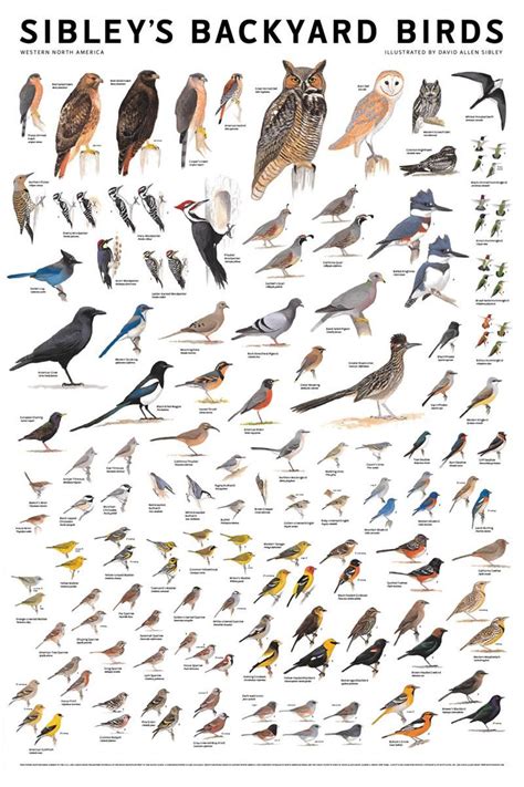 Sibleys Backyard Birds Poster From Birdfeedersnmore Com Birds
