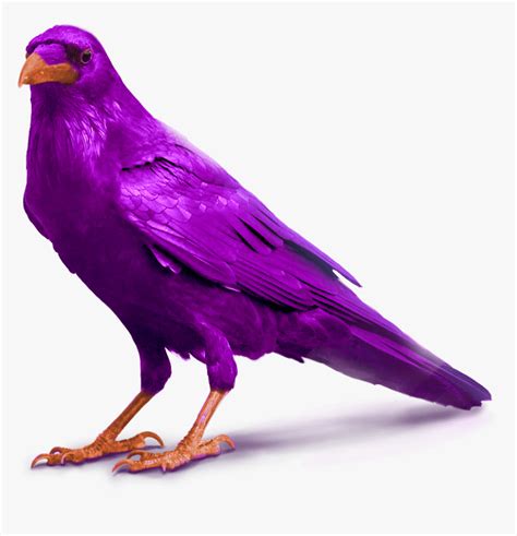 Purple Raven Bird Image Standing For Slider Transparent Background